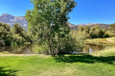 a tree in the grass next to a lake at Snowcreek 234 in Mammoth Lakes