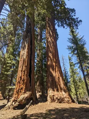 two giant sequoias standing in the forest at The Parks Inn in Three Rivers