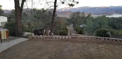 two elephants standing on a fence in a yard at Lake Isabella View, Wofford Heights, Kern County in Wofford Heights