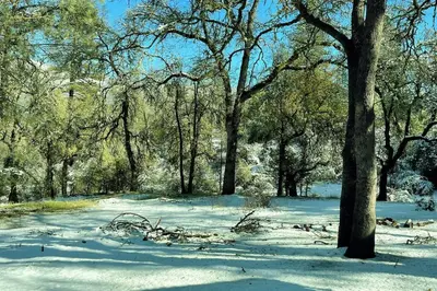 a snow covered park with trees and a field at Green Cabin in Midpines in Midpines