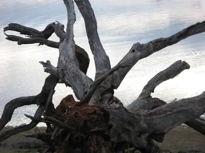 a uprooted tree on top of a hill near the water at A Great Riverfront Retreat a Shangri-La Paradize in Valley Springs