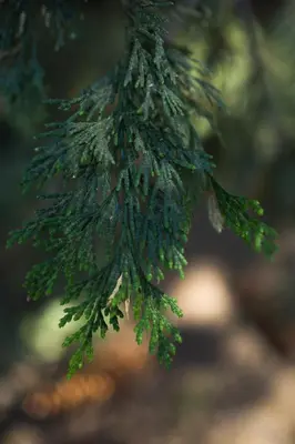 a branch of a tree with green leaves at Sequoia Glen in Wilsonia