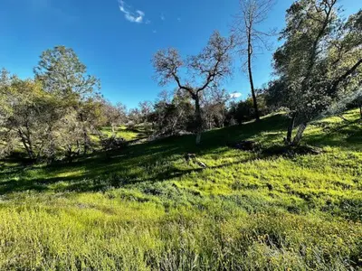 a grassy field with trees and a blue sky at Lighthouse Suite Pet Friendly Hot Tub Sleeps 4 in Coarsegold