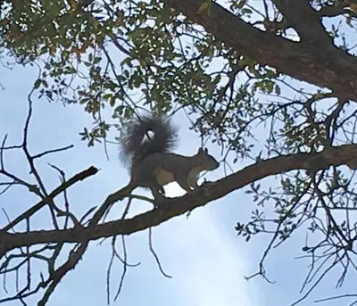 a cat sitting on a branch of a tree at Squirrel View Hot tub BBQ Patio Shuffle Board in Oakhurst