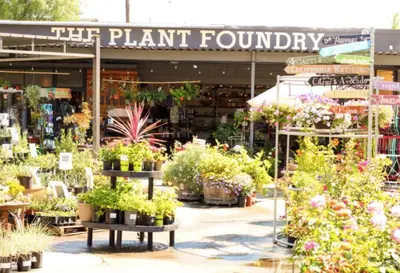 a plant foundation store with potted plants on display at TINY ART HOUSE near the beat in Sacramento