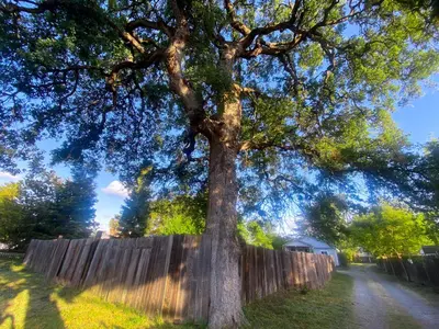 a large tree in front of a wooden fence at Sweet Home with Ample Parking Only 2mins to Freeway in Sacramento