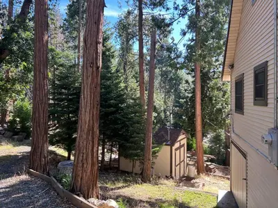 a group of trees next to a house at Sequoia National Forest CabinD in Panorama Heights
