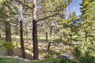 a group of pine trees in a forest at Mammoth Lakes Condo with Fireplace Near Skiing! in Mammoth Lakes