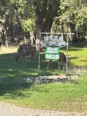 two animals walking in the grass next to a sign at Wonky Donkey Den 30 mi to Yosemite Arch Entrance in Mariposa