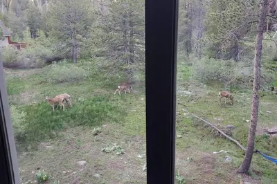 a group of deer standing in a field at Modern Gambrel Cabin Near Ski Resorts in Truckee