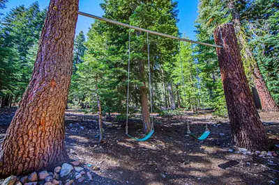 two trees with swings in the middle of a forest at A Taste of Tahoe in Tahoe Vista