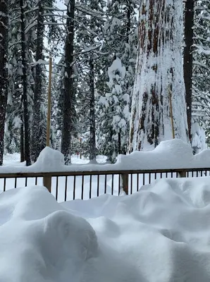 a pile of snow on a fence in a forest at Peaceful Pinecone in Dorrington