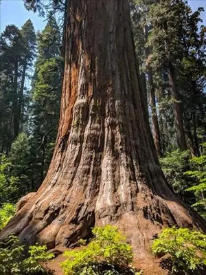Gallery image of Naughty Pines in Arnold