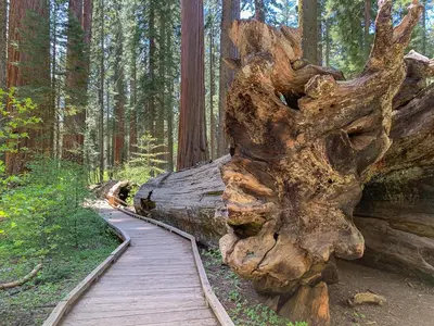Gallery image of Lucky Cub Cabin in Dorrington