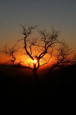 a tree with the sunset in the background at Sugarloaf Mountain Motel in Virginia City