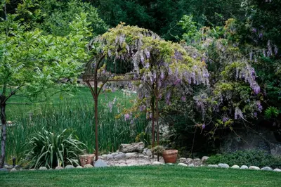 a wisteria tree in the middle of a garden at Bella Vista Bed and Breakfast in Coloma