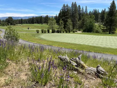 a field of grass with purple flowers and a road at Tahoe Star Hotel in Truckee