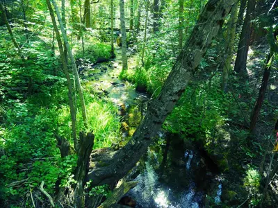 a stream in a forest with trees at Big Cabin on the Creek in Camp Connell