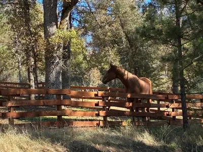a horse is standing behind a wooden fence at Modern LakeHouse Sleeps 20 Hot Tub/Games/Fire Pit in Oakhurst