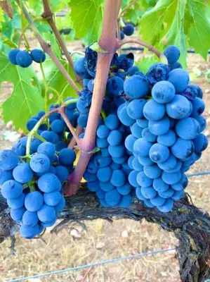 a bunch of blue grapes hanging from a tree at *Pinecone Hollow*Hot Tub & Game Room, Families in Arnold