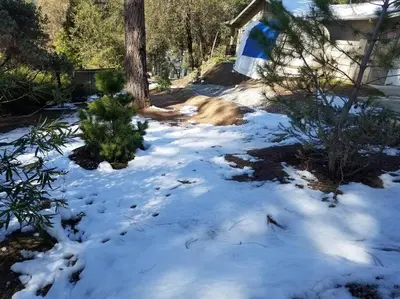 a yard covered in snow with trees and a house at Riverside Manna in Mariposa