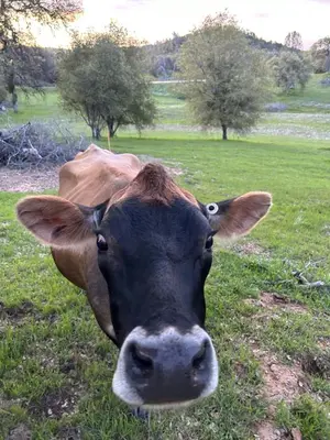 a brown cow standing in a field of grass at Rolling Oaks Ranch - 200 Acres of Lakeside Beauty & Countryside Serenity in Mariposa