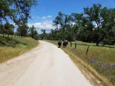 a couple of elephants walking down a dirt road at Loyah Cabin in Ahwahnee