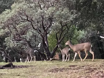three deer walking in a field next to a tree at Starlink Mariposa Yosemite mountain retreat in Mariposa