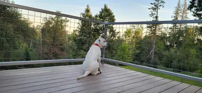 a white dog sitting on a deck looking over a fence at Starlink Mariposa Yosemite mountain retreat in Mariposa