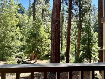 a bench in front of a forest of trees at Kingswood Village #167 in Kings Beach