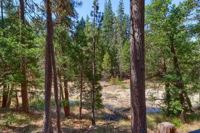 a group of trees in a forest at 45 The Overlook in Wawona