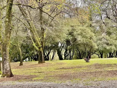 a person sitting on a bench in a park with trees at Foothill Wine Country Gem in Somerset