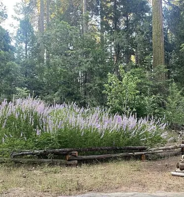 a garden with purple flowers in the woods at Mystic Meadow Sweet Cabin Meadow Views in Shaver Lake
