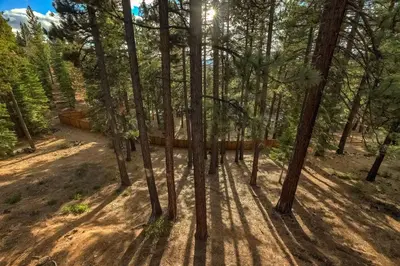 a forest of pine trees with the sun shining through at On Tahoe Time - Pets Pool Table Game Room in South Lake Tahoe