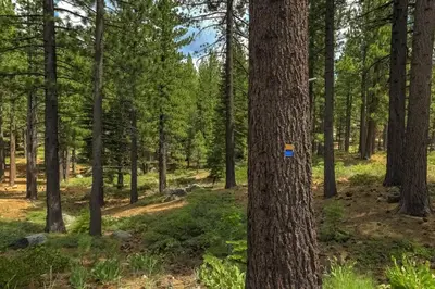 a blue sign on a tree in a forest at Bear Cub Cabin - Pets - Hot tub - Arcade Game in Mevers