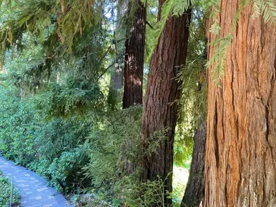 a group of trees and a path in a park at Redwood Garden in Sacramento
