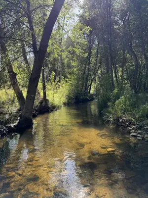 a stream in a wooded area with clear water at Peppermint Falls Ranch in Ponderosa