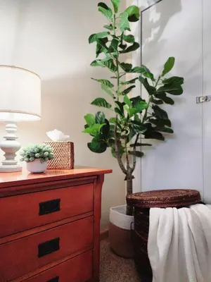 a bedroom with a dresser and a potted plant at Tahoe Shoreline Retreat - Close to Ski Resorts & HOA Amenities in Tahoe Vista