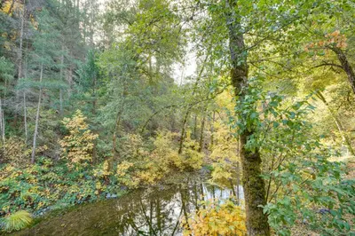 a pond in the middle of a forest at Bear Lodge Waterfront Cabin with Level 2 EV Charger in Sutter Creek