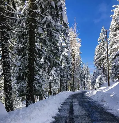 a snowy road with snow covered trees on the sides at Well Kept Condo CS#3 - Pets OK in Bear Valley