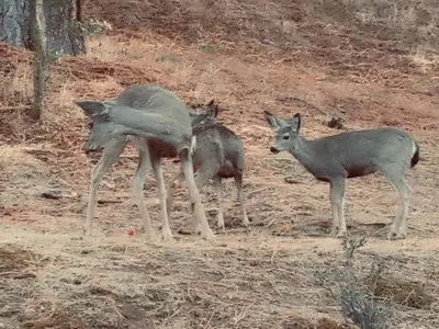 a group of deer standing on a dirt field at The Ultimate Mountain Retreat close Yosemite and Bass Lake in Oakhurst