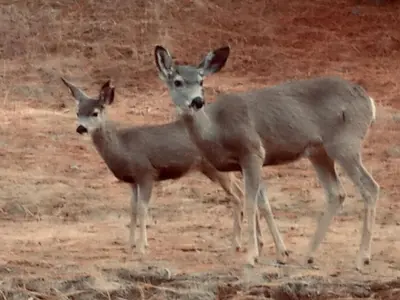 two deer standing next to each other in a field at The Ultimate Mountain Retreat close Yosemite and Bass Lake in Oakhurst