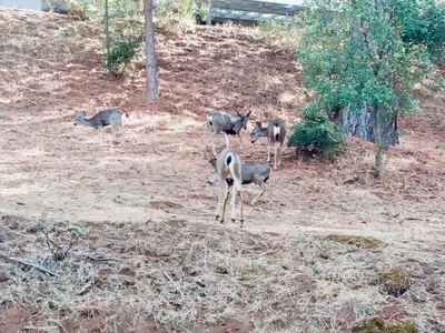 a group of deer standing in a field at The Ultimate Mountain Retreat close Yosemite and Bass Lake in Oakhurst