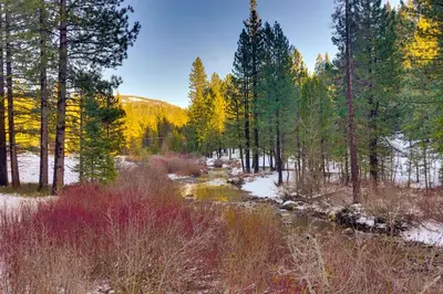 a stream in a forest with trees and snow at 5 Mi to Dodge Ridge Cabin in Strawberry in Strawberry
