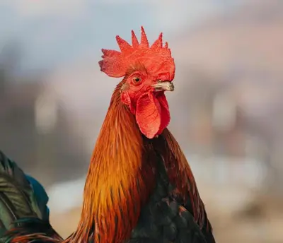 a red rooster with a red head standing at Cozy Farm Stay for Two in Three Rivers