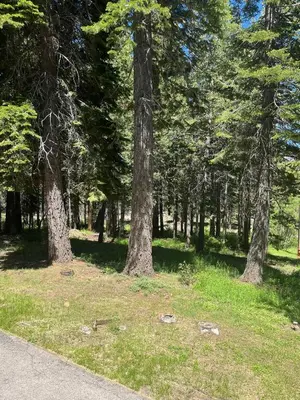 a group of trees in a park with grass at Cholula Chalet 811C in South Lake Tahoe