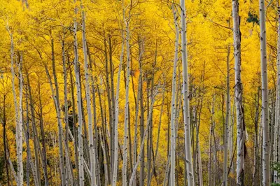 a group of aspen trees with yellow leaves at 1760T Thunderbird Cabin in South Lake Tahoe
