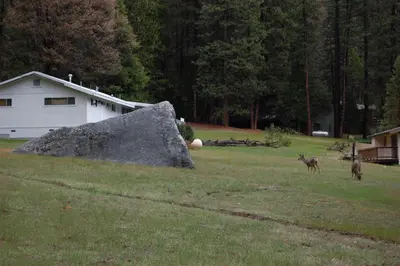 two animals walking in a field with a large rock at 68 Wawona Dome View in North Wawona