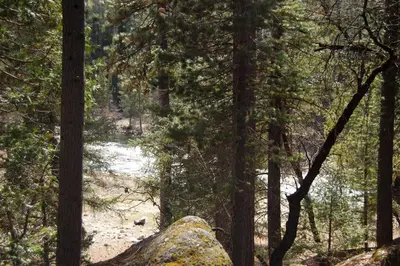 a path through a forest with a rock and trees at Black Oak Lodge at The Redwoods in Wawona