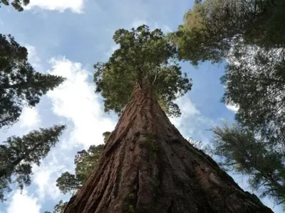 a tall tree is looking up into the sky at The Legacy in Wawona